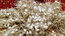 Mejbury zähmet dowam edýär. Pileçileriň nagt hasaplaşyk baradaky haýyşy diňlenmeýär