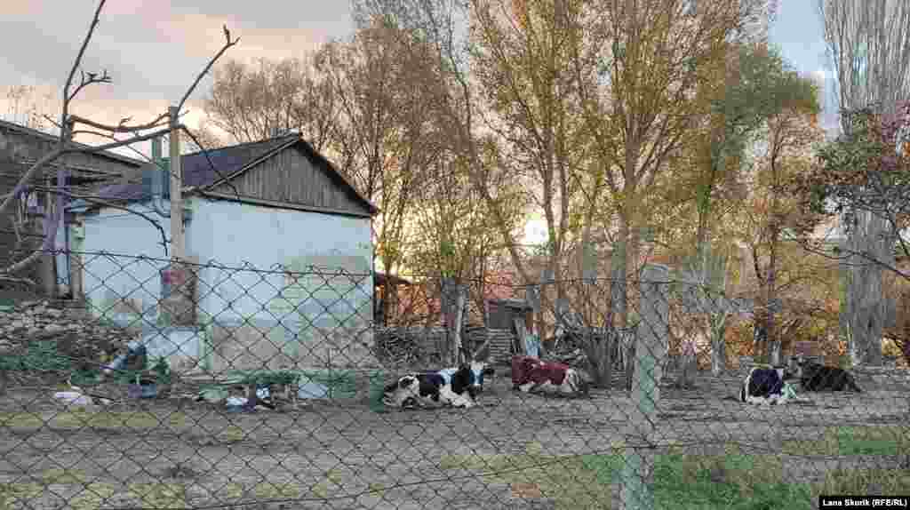 У ранню годину домашня худоба ще на подвір'ї