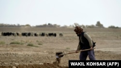 FAO: که چېرته په خپل وخت د افغانستان د کرنې له سکتور سره مرستې ونه شي د افغانستان د اقتصاد یو اساسي بنسټ به ونړیږي.