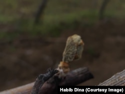 Sythet e ngrira të rrushit në vreshtat e Habib Dinës në Rahovec.