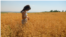 Moldova, Farmer Cristina Bejereanu in a wheat field, wheat