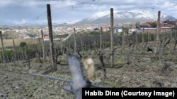 Dëmet e shkaktuara nga ngricat në vreshtat e Habib Dinës.