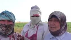 12 manata 12 saat kartof yığan qadınlar: 'Uşaqlarımız acından ölür'