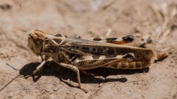 "Үйүрлүү чегиртке үйгө чейин киреби?"