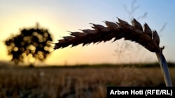 Një fushë e mbjellë me grurë në Kosovë. Fotografi nga arkivi.