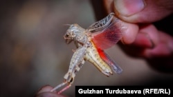 Италия чегиткеси.