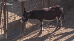 ვირები ზოოპარკში