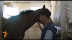 Бабановдун аргымактары