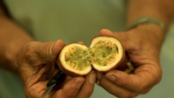 "Kopshti i Edenit": Shqipëria ia mësyn kultivimit të frutave ekzotike