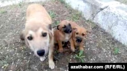 Иллюстративное фото