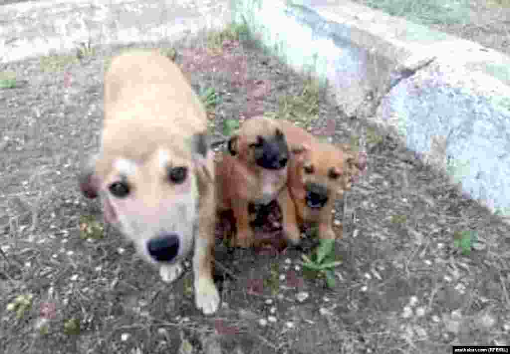 &laquo;На днях в социальной сети, женщина&nbsp;рассказала о собачке&nbsp;с двумя щенками в парке напротив Мечети по улице Шевченко, которая благодарно лижет руки за ласковое слово и еду. Она и фото разместила с трогательным семейством в надежде найти им новых хозяев и точно указала местоположение" (фото и выдержка из письма, поступившего в редакцию Радио Азатлык)&nbsp;