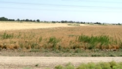 Maryda bugdaý meýdanlaryna suw ýetmeýär