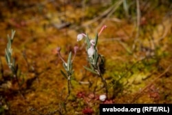 Імшарніца шматлісіая, Ельня