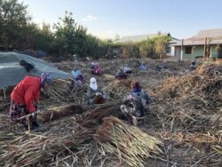 The women of Budiyon shear broomcorn plants.