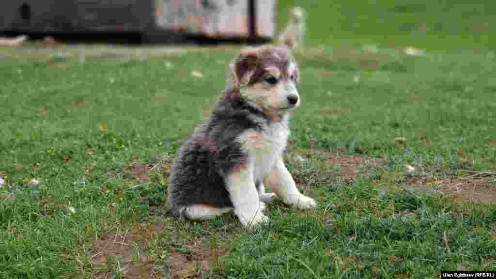 Кой кайтарган күчүк.