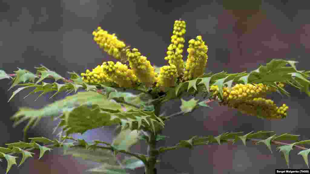 Magoniya - daima yeşil turğan ösümlik. Yazda mavı renkli meyvaları ola, olarnı şarapçılıqta qullanalar