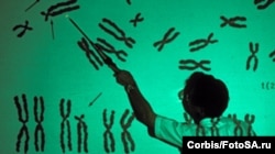 Хромосомы человеческой клетки