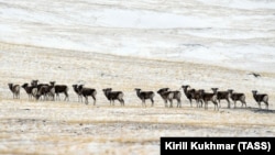 Иллюстрациялык сүрөт