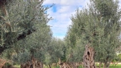 Umjesto maslina u Baru niču zgrade