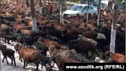 Самаркандда райондук акимчиликке алып келинген койлор. 