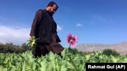 مزارع کوکنار