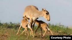 Самка сайги с детенышами.