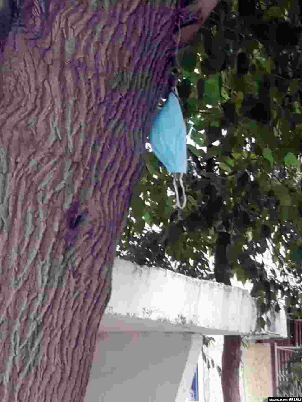 Ýuwlup, agaçda serlen maska. Aşgabat, iýul, 2020.