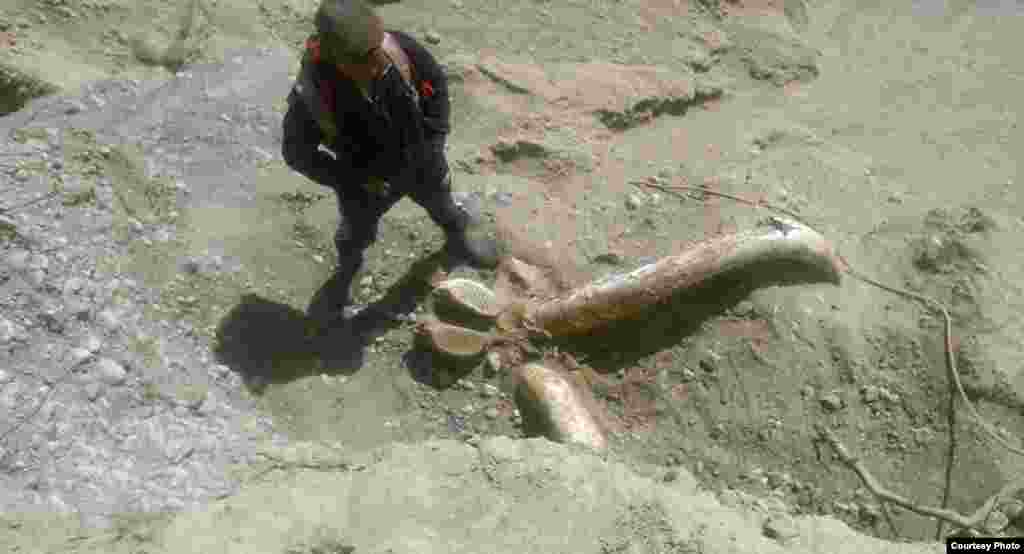 "Бул 30 миң жылдык менен 20 миң жылдыктын ортосундагы мезгил болушу мүмкүн деп болжолдонууда. Биз бул ойду жердин кыртышын карап чыгып анан айтып жатабыз. Бул доордо мамонттор да болгон. Ал эми сөөк кайсы жаныбарга таандык экенин тиешелүү адистер гана айта алат", - дейт тарыхчы Нурлан Тагайбаев.