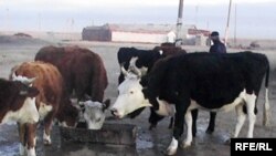 Күйдүргү негизинен бодо малдан жугат