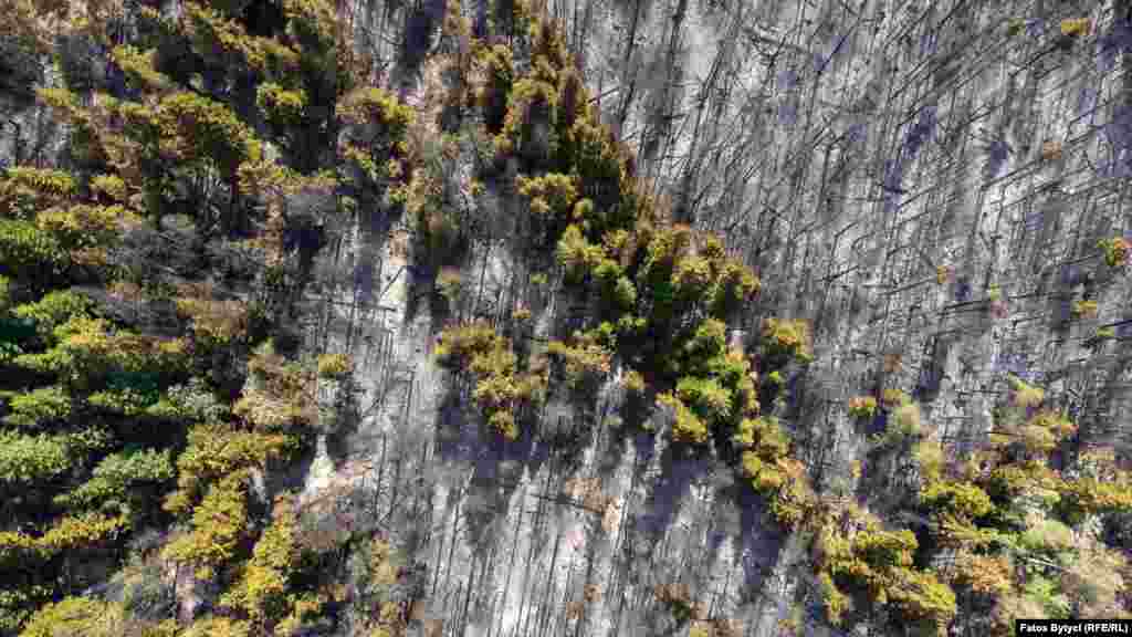 Disa drunj të lartë kanë shpëtuar nga shkatërrimi total nga zjarri por ekspertët thonë se as ata nuk do të mund t&rsquo;i mbijetojnë dëmeve.&nbsp;