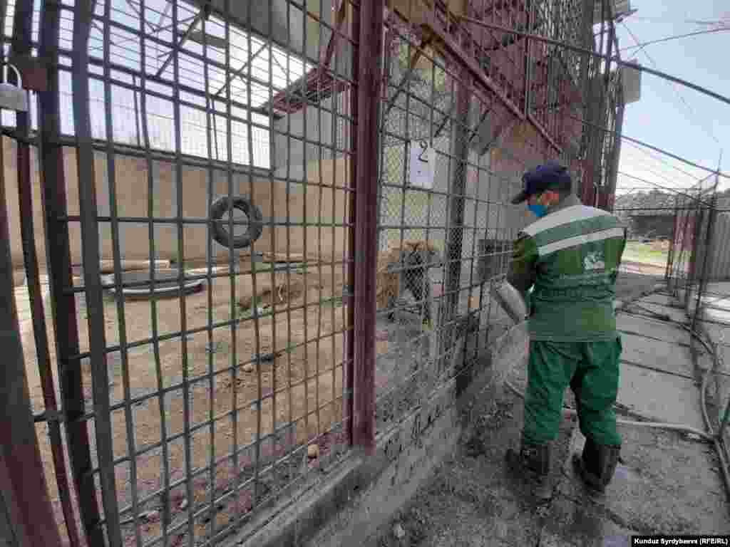 Жогорку Кеңештин депутаттарынын бири зоопарктын кызматкерлеринин апрель айындагы айлыгын төлөп берүүнү убада кылганын зоопарктын директору "Азаттыкка" билдирди.&nbsp;