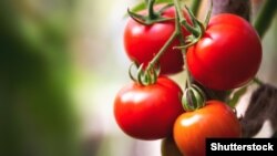 Иллюстративное фото