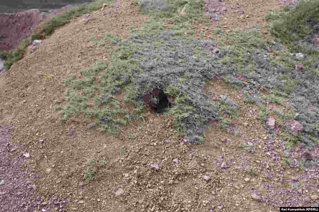 "Атылған көл" жиегіндегі төбешіктің солтүстік бетінде қазылған ін. &nbsp;