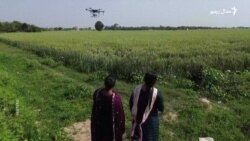 دوه هندۍ خویندی د ډرونونو له لارې پر فصلونو دوا پاشي