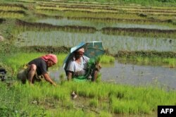 Рисовые поля Индии.