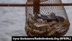 В горсовете считают, что причиной исчезновения бычка может быть усиленное загрязнение моря