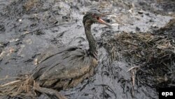 Deversare de petrol în strâmtoarea Kerci, în noiembrie 2014. 