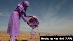 زعفران افغانستان