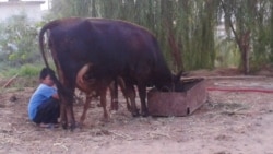 Diňle: Türkmenistanda iri mal 'näbelli' keselden köpçülikleýin gyrylýar