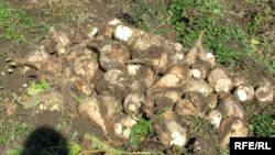 Illýustrasiýa suraty. Şugundyr hasyly.