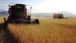 Lebaply kärendeçiler güýzlük bugdaýyň doly ekilmändigini aýdyp, öňümizdäki ýyl un ýetmezçiliginiň saklanjagyny duýdurýarlar