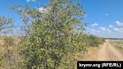 Деревья боярышника без плодов в крымском предгорье в районе Белогорского района. Август 2025 года
