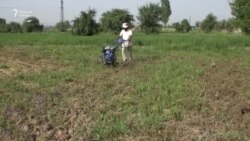 СММ гуфтааст, амнияти ғизоии Тоҷикистон дар хатар аст
