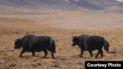 Мургабдагы топоздор