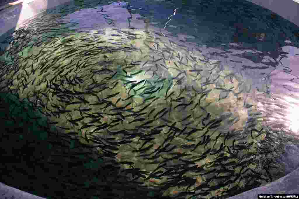 Форель багууда жаңы технологиялар менен камсыздалган бассейндер пайдаланылууда.&nbsp;