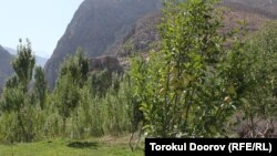 Багбан жаңы өздөштүргөн жерлердин бир бурчуна эс алуучу жай курууну да самап жүргөнүн айтат