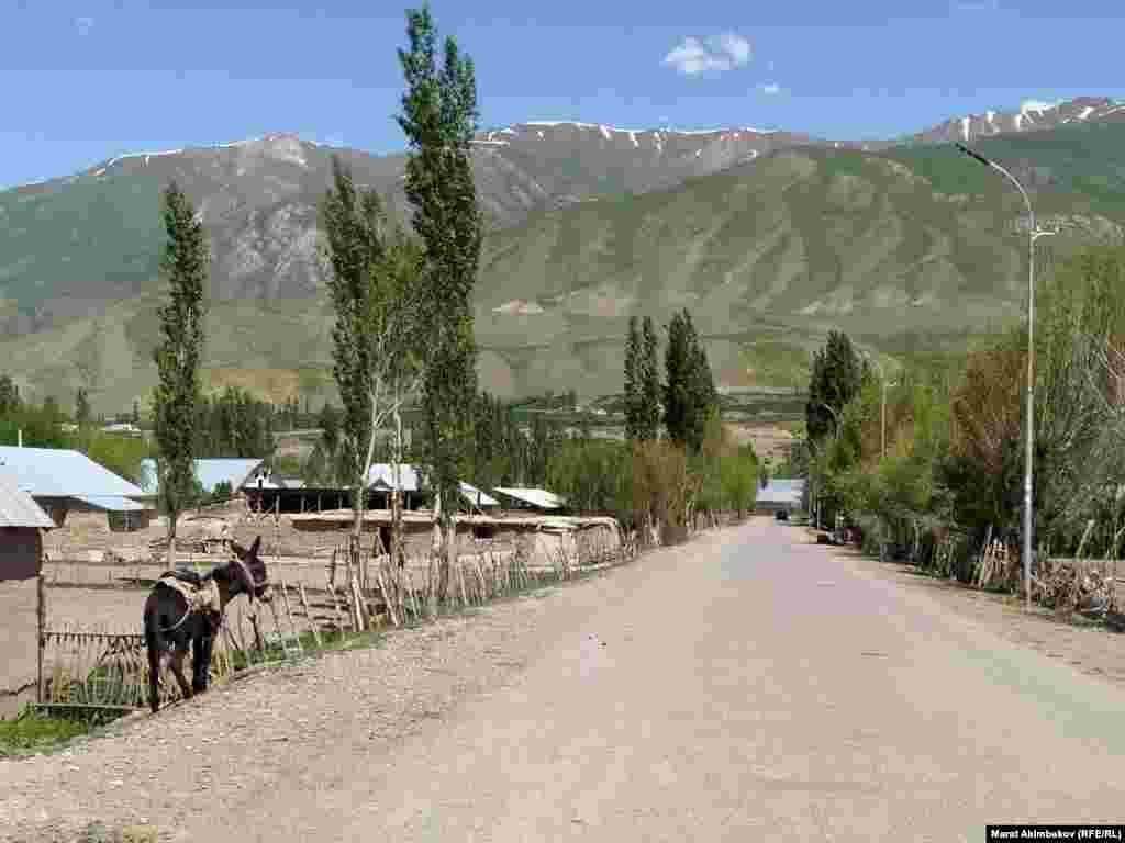 Жол боюндагы эшек.&nbsp;