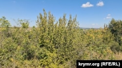Кизиловые деревья без плодов в крымском предгорье в районе Белогорского района. Август 2025 года