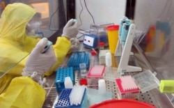 ტესტების მთავარი მწარმოებლები თავგამოდებით ცდილობენ პროდუქციის გაზრდას დასავლეთის მომგებიანი ბაზრების დასაკმაყოფილებლად.