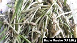 Австри - Нохчийчуьрчу шен "йиша-вешех" башха къаьсташ бац Венерчу хьуьнхара хьонка а, 2012, бIаьсте.